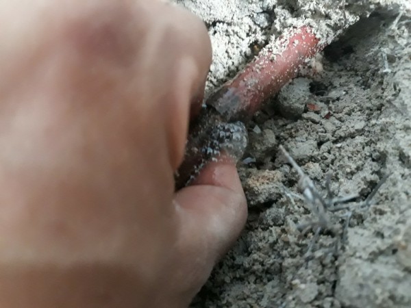 thumb